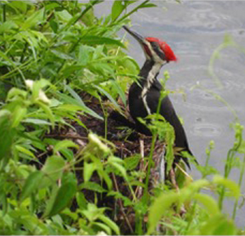 Pileated-Woodpecker